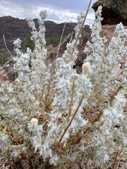 Krascheninnikovia lanata