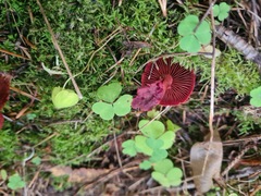 Cortinarius sanguineus