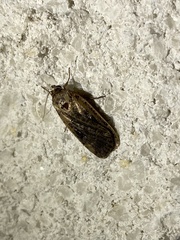 Spodoptera frugiperda