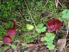 Cortinarius sanguineus