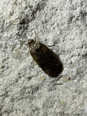 Spodoptera frugiperda