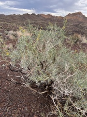 Psorothamnus fremontii