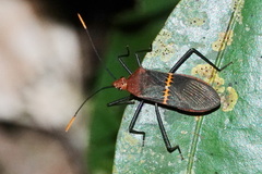 Leptoscelis saepifera