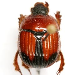 Bolbocerosoma elongatum