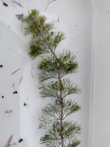 Image of Bidens beckii by no rights reserved