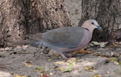 Streptopelia semitorquata