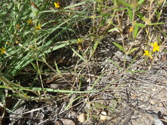 Pectis filipes subnuda