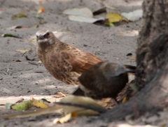 Turdoides hartlaubii