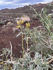 Psorothamnus fremontii