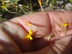 Pectis filipes subnuda