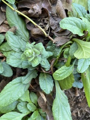 Ajuga
