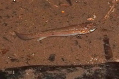Cyprinodontiformes