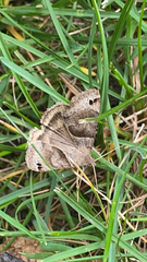 Caenurgina erechtea