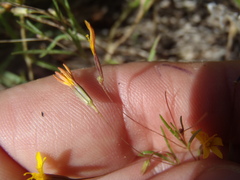 Pectis filipes subnuda