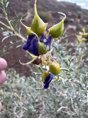 Psorothamnus fremontii