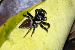 Kalcerrytus