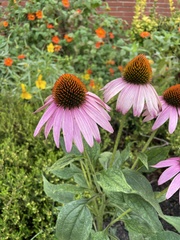 Echinacea