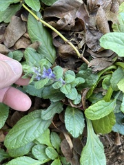 Ajuga