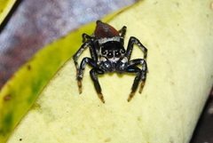 Kalcerrytus