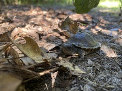 Terrapene carolina major