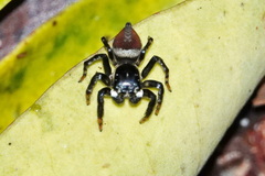 Kalcerrytus
