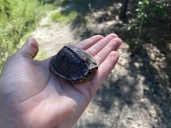 Terrapene carolina major
