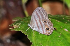 Scriptor sphenophorus