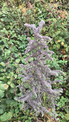 Echium