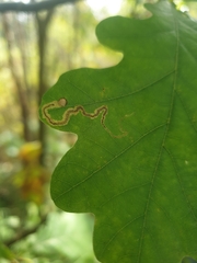 Stigmella