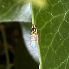 Thaumatomyia notata