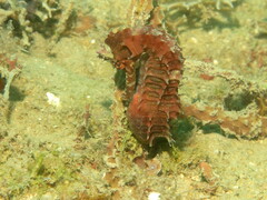 Hippocampus histrix