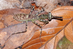 Liturgusa