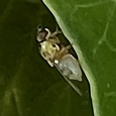 Thaumatomyia notata