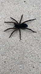 Tigrosa helluo