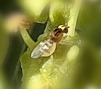 Thaumatomyia notata