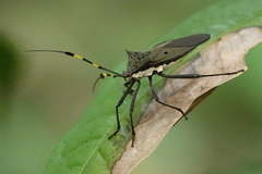 Molchina hopei