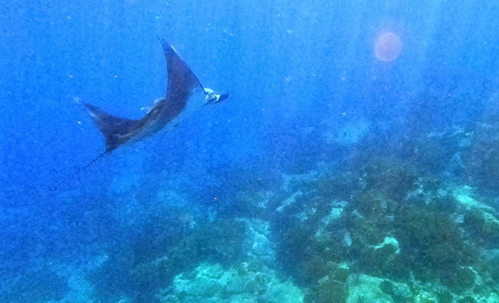 Atlantic manta