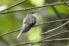Phaethornis bourcieri