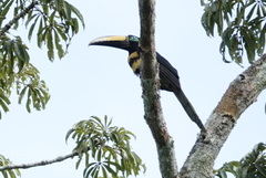 Pteroglossus pluricinctus