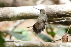 Phaethornis