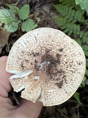Echinoderma asperum