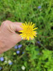 Tragopogon pratensis