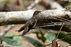 Phaethornis