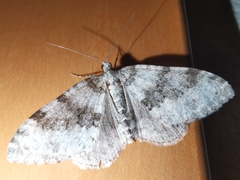 Geometridae