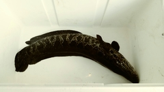 Channa argus