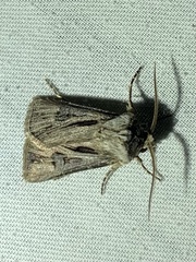 Agrotis venerabilis