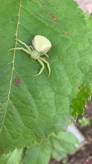 Misumena vatia