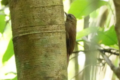 Glyphorynchus spirurus