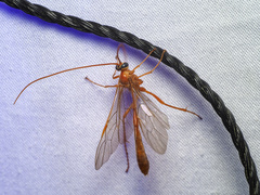 Enicospilus americanus-complex