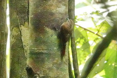 Glyphorynchus spirurus